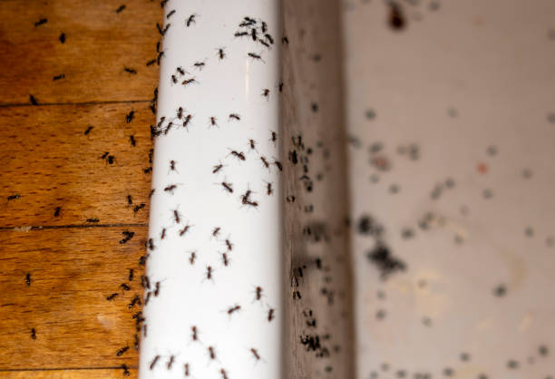 Best Wasp Removal Services  in Landover Hills, MD